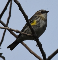 Setophaga coronata coronata