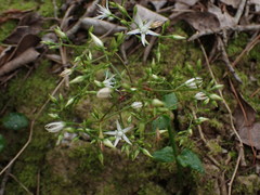 Crassula sarmentosa