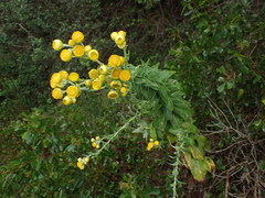 Helichrysum foetidum