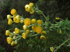 Helichrysum foetidum