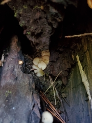Chaetothiersia vernalis