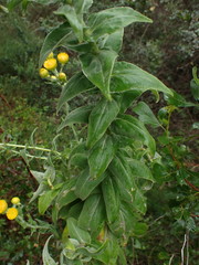 Helichrysum foetidum