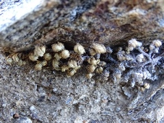 Selaginella eremophila