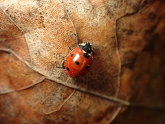Coccinella septempunctata