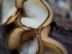 Chaetothiersia vernalis