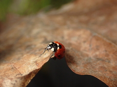 Coccinella septempunctata