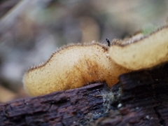 Chaetothiersia vernalis