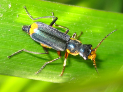Cordylepherus sibiricus