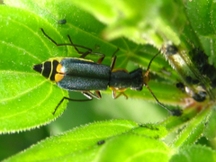 Cordylepherus sibiricus