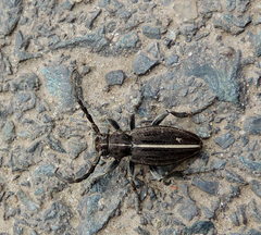 Dorcadion holosericeum