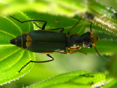 Cordylepherus sibiricus