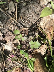 Cardamine polemonioides