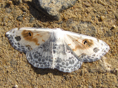 Scopula indicataria