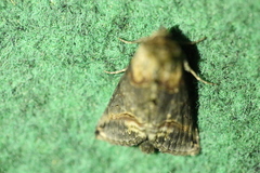 Abrostola tripartita