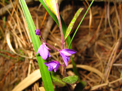 Polygala japonica