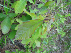 Quercus mongolica