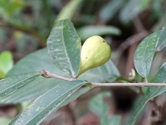 Ficus pyriformis