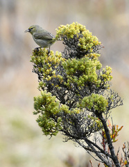 Chlorodrepanis virens wilsoni