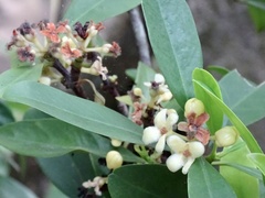 Garcinia oblongifolia