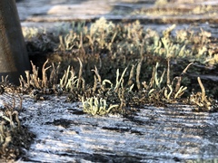 Cladonia cornuta cornuta