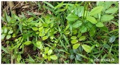 Derris scandens