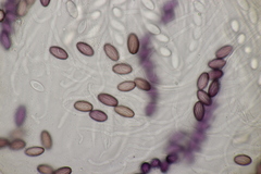 Ascobolus sacchariferus