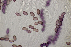 Ascobolus sacchariferus