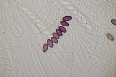 Ascobolus sacchariferus