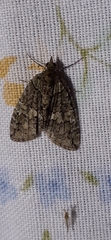 Hydriomena transfigurata