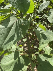 Reynoutria × bohemica