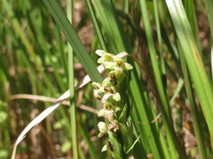 Platanthera flava