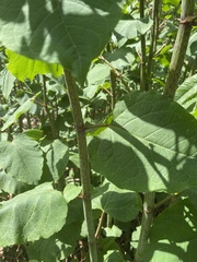 Reynoutria × bohemica