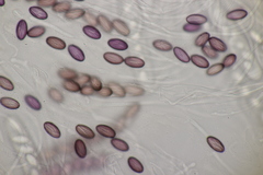 Ascobolus sacchariferus