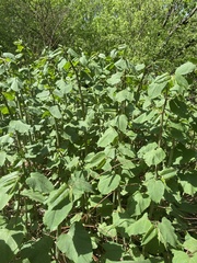 Reynoutria × bohemica