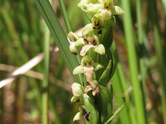 Platanthera flava