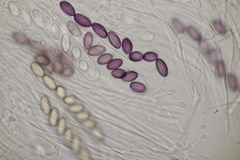 Ascobolus sacchariferus