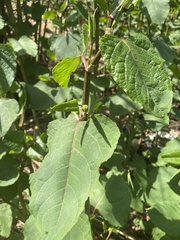 Reynoutria × bohemica