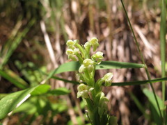 Platanthera flava