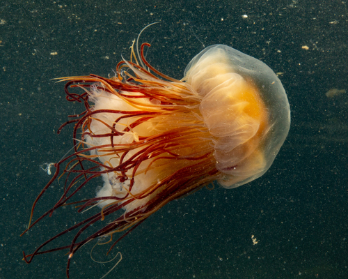 Lion's Mane Jellies photographed in Massachusetts
