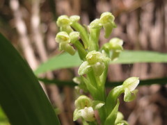 Platanthera flava