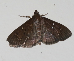 Prorodes mimica