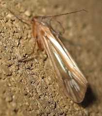 Limnephilus ornatus
