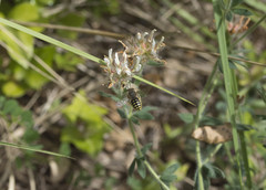 Anthidium cingulatum