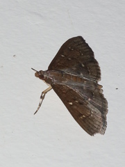 Prorodes mimica