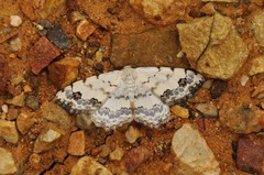 Scopula decorata