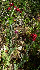 Helichrysum sanguineum