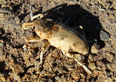 Ammocleonus hieroglyphicus