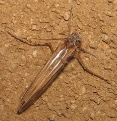 Limnephilus ornatus