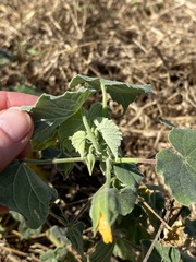 Abutilon grandiflorum
