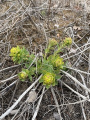 Euphorbia jenisseiensis